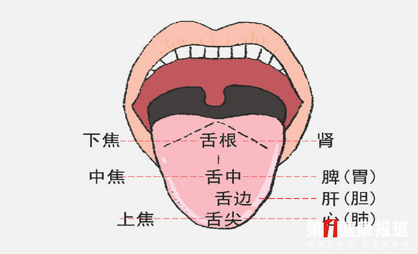 舌头上暗藏健康密码