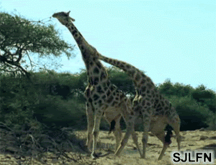 微信图片_20191018141255.gif