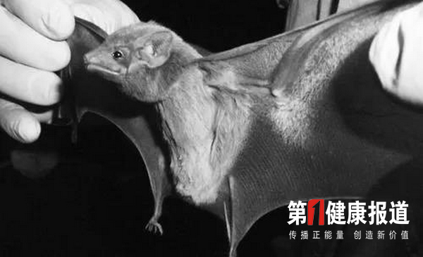 董李┃揭秘新型冠状病毒背后的原因