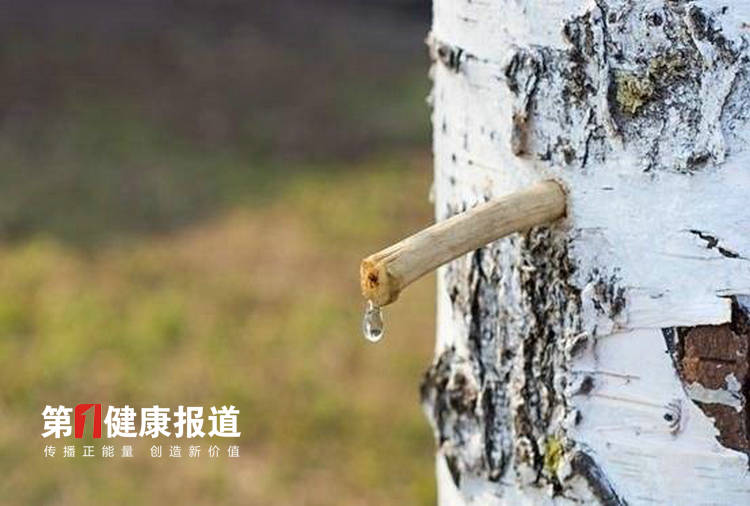 国瑞康旅新宠，一起去喝“桦树汁”