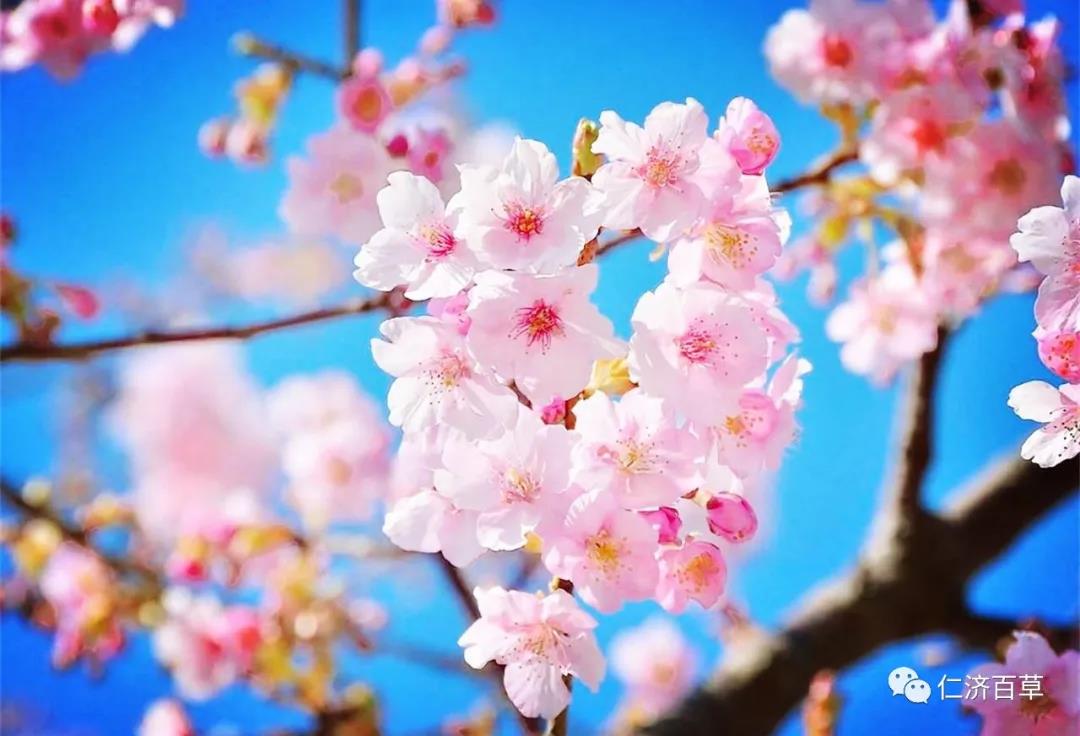 如临其境，春花入中药