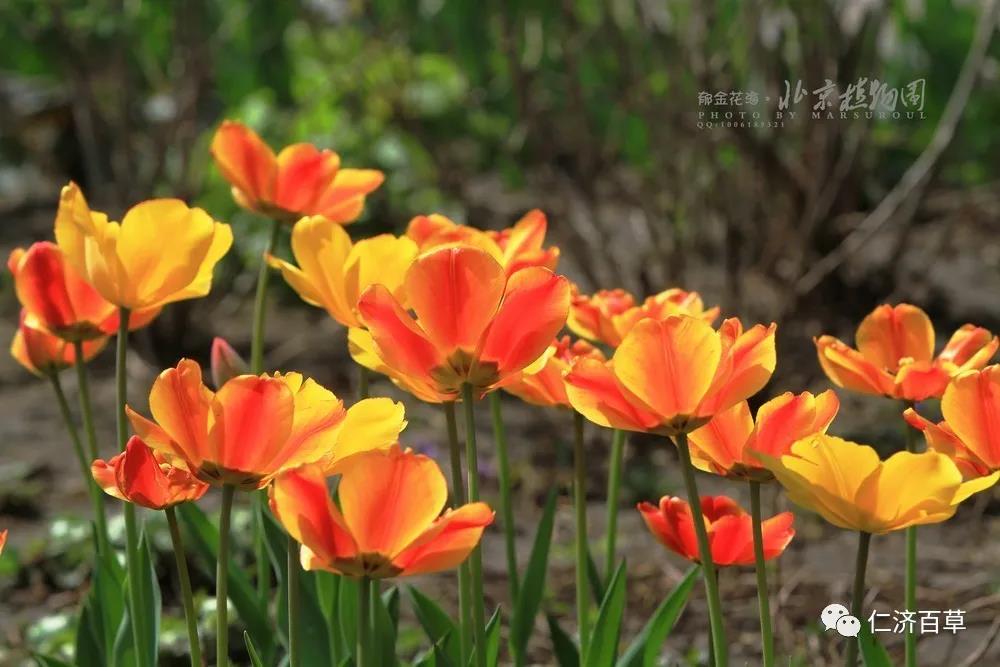 桃花4.jpg