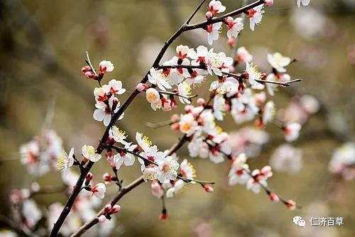 桃花7.jpg