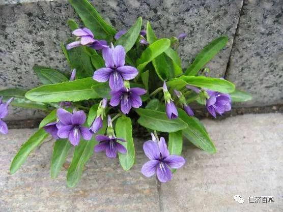 桃花9.jpg