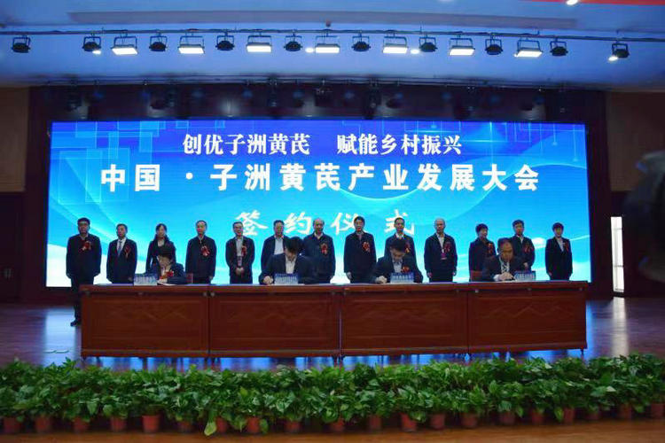 国家卫健委支持，子洲县打造仿野生黄芪地理名片