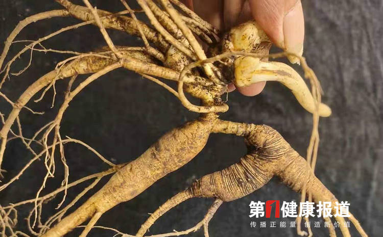 科普|关于人参的传说与慢病之用