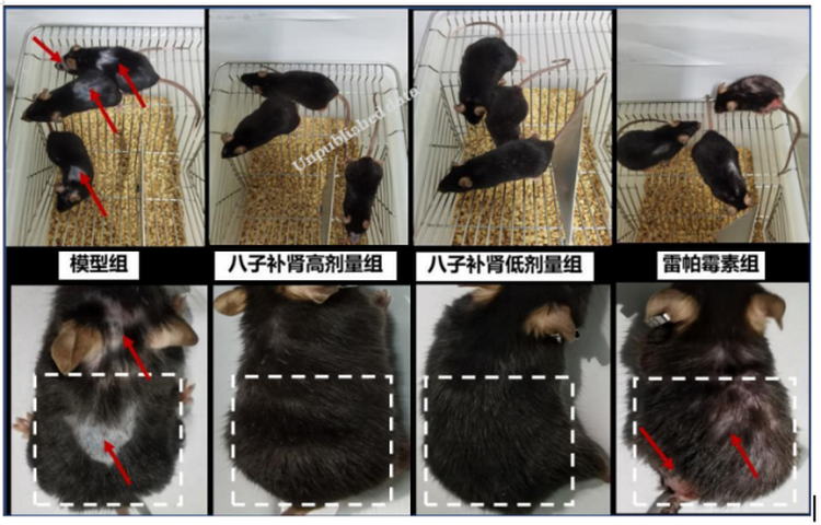 八子补肾抗衰有新发现