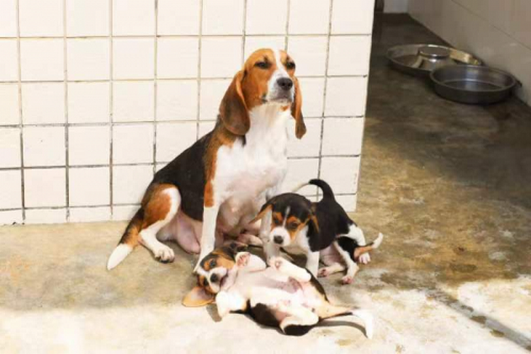 人类疾病模型犬研究中心项目在粤港澳大湾区启动